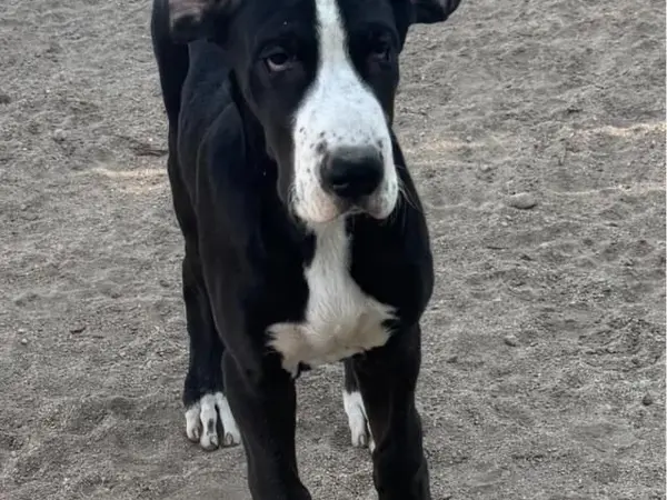 Great Danes