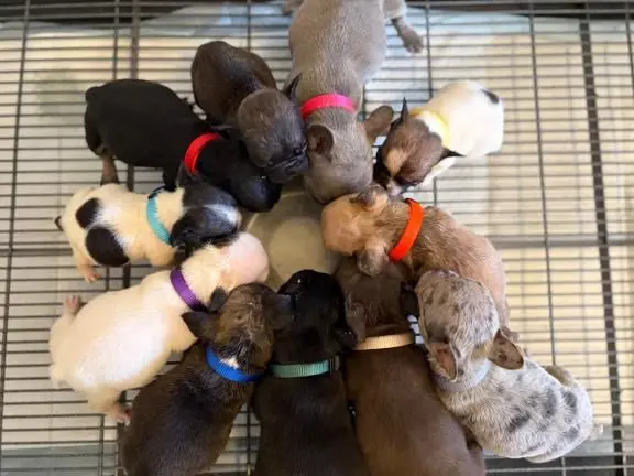 French bulldog puppy’s