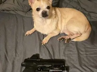 Glock 47 MOS
