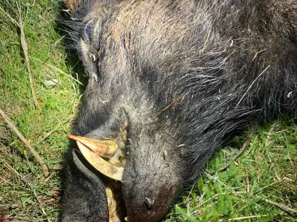 Thermal Drone Hog Hunts