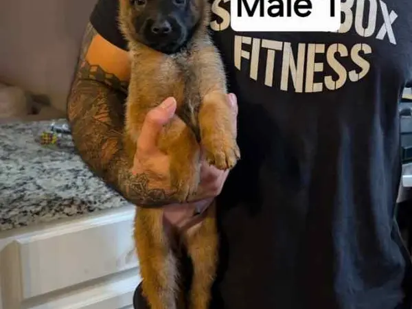 Belgian Malinois pups!