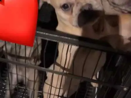 💙AKC French Bulldog Boy🩵