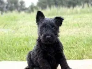 Scottish Terrier Puppies!