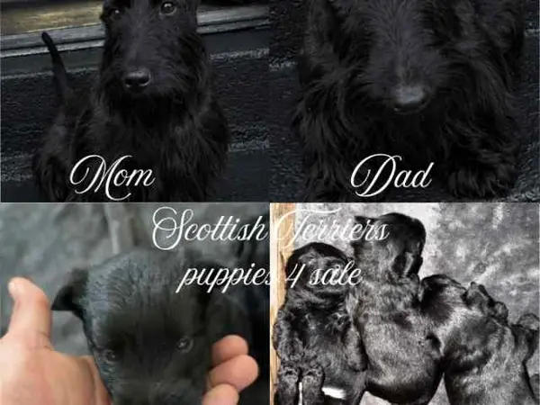 Scottish Terrier pups