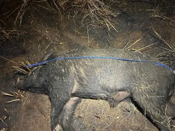 Doe / Hog hunts Nocona TX