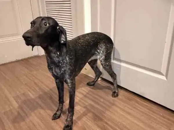 Looking to rehome