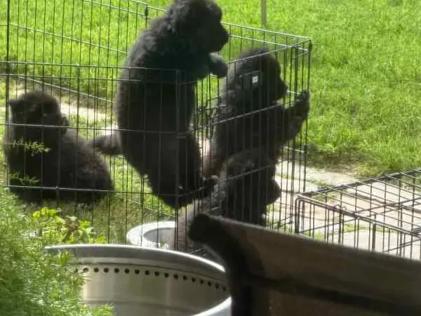 Chow puppies for sale