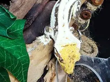Crested Geckos and Gargoyle geckos