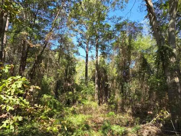 Lake Welsh Mount Pleasant .49 acre fishing country