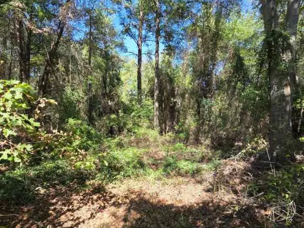 Lake Welsh Mount Pleasant .49 acre fishing country